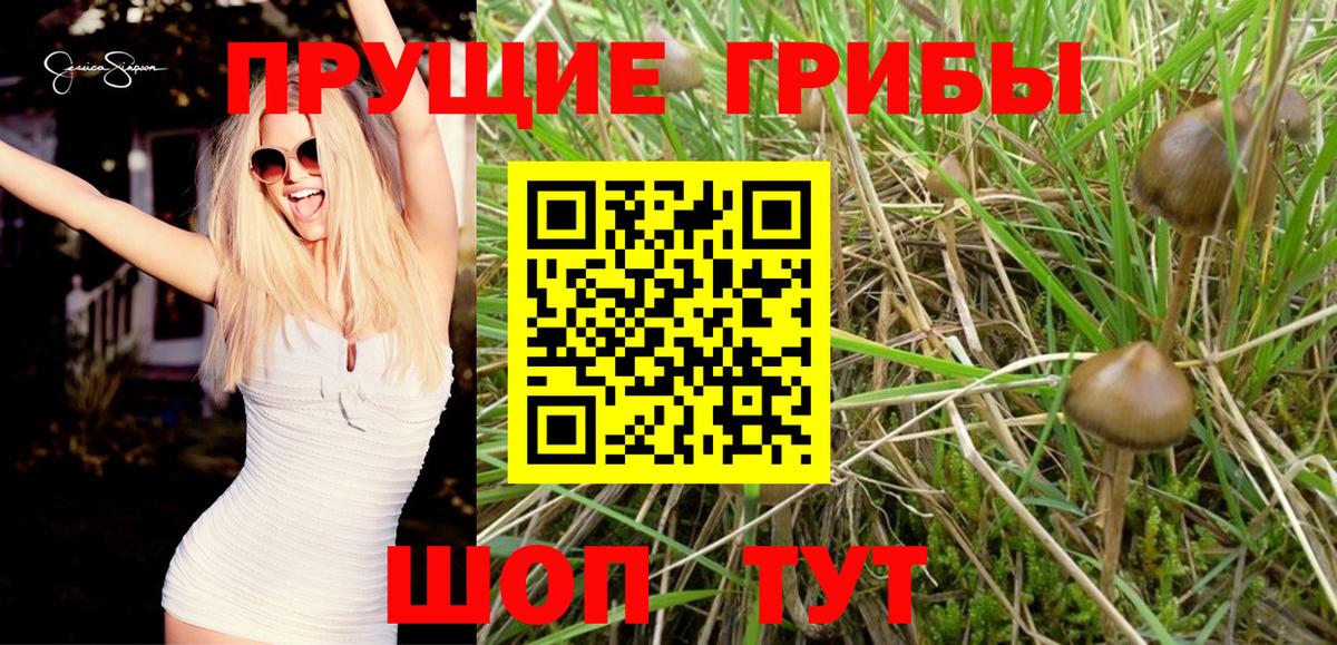 Псилоцибиновые грибы GOLDEN TEACHER Шатура